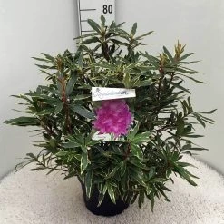 Bosrhododendron (Rhododendron Ponticum 'Variegatum') 24 Bosrhododendron (Rhododendron Ponticum 'Variegatum') -Groene Wereld rh. pont. variegatum c10 50 cm