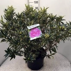Bosrhododendron (Rhododendron Ponticum 'Variegatum') 27 Bosrhododendron (Rhododendron Ponticum 'Variegatum') -Groene Wereld rh. pont. variegatum c20