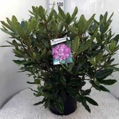 Bosrhododendron (Rhododendron Ponticum 'Roseum') -Groene Wereld rh. ponticum roseum c20