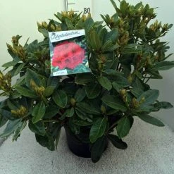 Rhododendron (Rhododendron 'Red Jack') -Groene Wereld rh. red jack c20