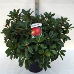 Rhododendron (Rhododendron 'Red Jack') -Groene Wereld rh. red jack c30