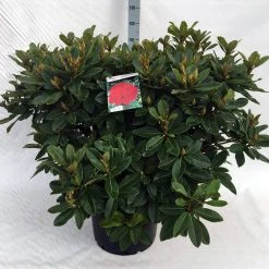 Rhododendron (Rhododendron 'Red Jack') -Groene Wereld rh. red jack c40 1