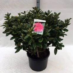 Rhododendron (Rhododendron 'Rocket') -Groene Wereld rh. rocket c40 1