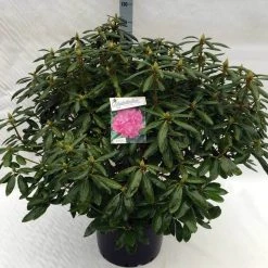 Rhododendron (Rhododendron 'Roseum Elegans') -Groene Wereld rh. roseum elegans c40 1