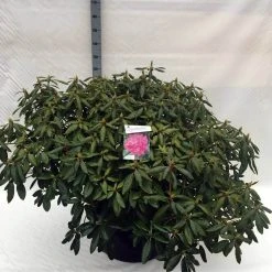 Rhododendron (Rhododendron 'Roseum Elegans') -Groene Wereld rh. roseum elegans c80 1