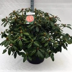Rhododendron (Rhododendron 'Virginia Richards') -Groene Wereld rh. virginia richards c40 1
