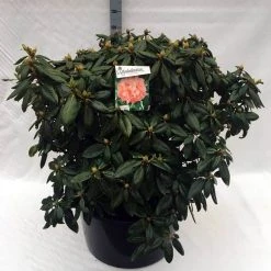 Rhododendron (Rhododendron 'Virginia Richards') -Groene Wereld rh. virginia richards c80 1