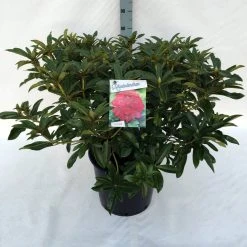 Rhododendron (Rhododendron 'Wilgen's Ruby') -Groene Wereld rh. wilgen s ruby c30