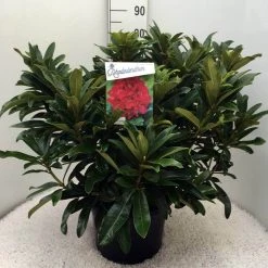 Rhododendron (Rhododendron 'Wilgen's Ruby') -Groene Wereld rh. wilgens ruby c20