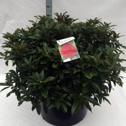 Rhododendron (Rhododendron 'Wilgen's Ruby') 35 Rhododendron (Rhododendron 'Wilgen's Ruby') -Groene Wereld rh. wilgens ruby c80 1