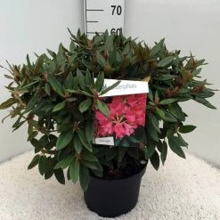 Rhododendron (Rhododendron 'Winsome') -Groene Wereld rh. winsome c10 50 cm