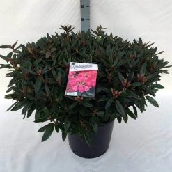 Rhododendron (Rhododendron 'Winsome') -Groene Wereld rh. winsome c30 1