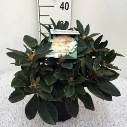 Dwergrhododendron (Rhododendron 'Golden Torch') -Groene Wereld rh. y golden torch c5 1