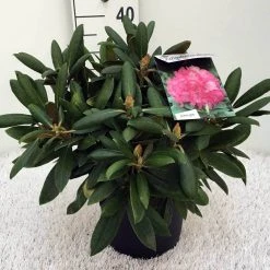 Dwergrhododendron (Rhododendron 'Polaris') 10 Dwergrhododendron (Rhododendron 'Polaris') -Groene Wereld rh. y polaris c5