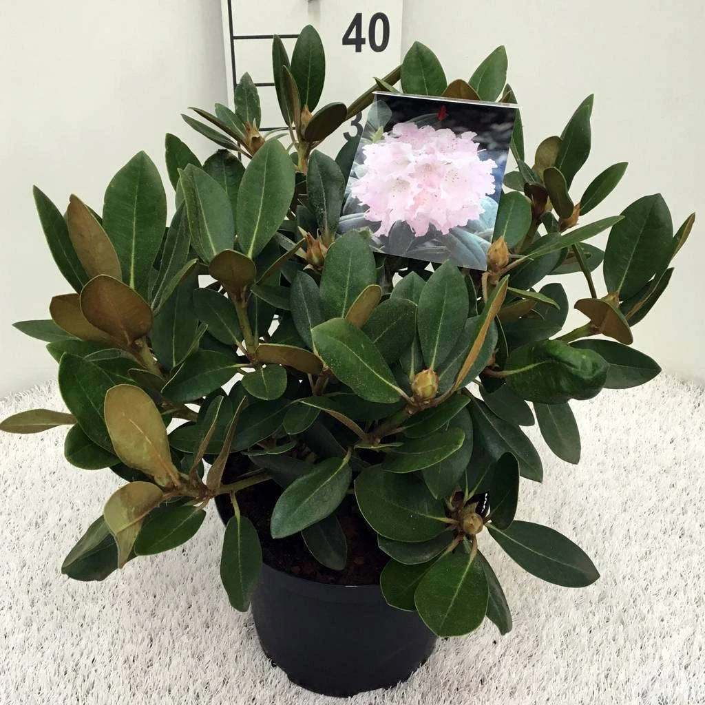 Dwergrhododendron (Rhododendron 'Silberwolke') 4 Dwergrhododendron (Rhododendron 'Silberwolke') - Afbeelding 2