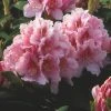 Rhododendron (Rhododendron 'Albert Schweitzer') -Groene Wereld rhaschwe 2 2