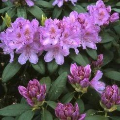 Rhododendron (Rhododendron Catawbiense 'Grandiflorum') -Groene Wereld rhcgrand 13