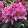 Rhododendron (Rhododendron 'Delta') -Groene Wereld rhdelta 2 1