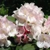Rhododendron (Rhododendron 'Doc') -Groene Wereld rhdoc 2 1