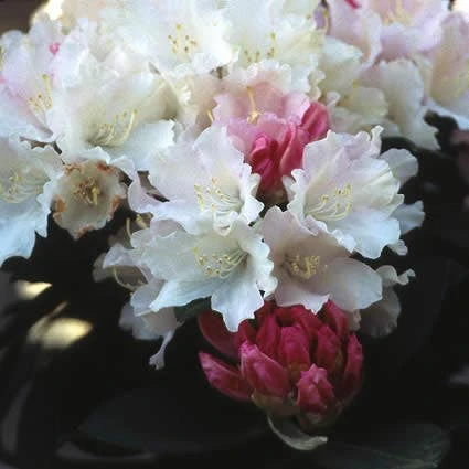 Dwergrhododendron (Rhododendron 'Dreamland') 4 Dwergrhododendron (Rhododendron 'Dreamland') - Afbeelding 2