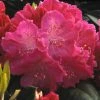 Rhododendron (Rhododendron 'Germania') -Groene Wereld rhgerman 2