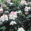 Rhododendron (Rhododendron 'Gomer Waterer') -Groene Wereld rhgwater 2 3