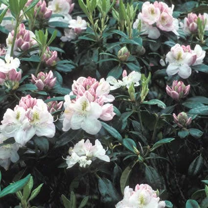 Rhododendron (Rhododendron 'Gomer Waterer') 3 Rhododendron (Rhododendron 'Gomer Waterer')
