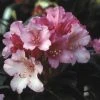 Dwergrhododendron (Rhododendron 'Kalinka') -Groene Wereld rhkalink 2