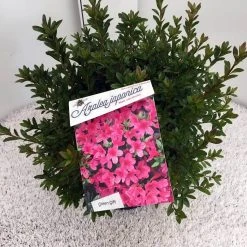 Japanse Azalea (Rhododendron 'Madame Van Hecke') -Groene Wereld rho. aj mme van hecke c10 2