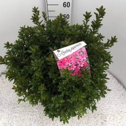 Japanse Azalea (Rhododendron 'Madame Van Hecke') -Groene Wereld rho. aj mme van hecke c15 1