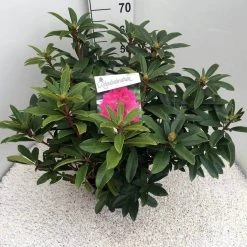 Rhododendron (Rhododendron 'Anah Kruschke') -Groene Wereld rho. anah kruschke c10 50 cm 1