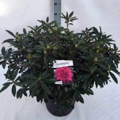 Rhododendron (Rhododendron 'Anah Kruschke') -Groene Wereld rho. anah kruschke c30