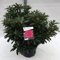 Rhododendron (Rhododendron 'Anah Kruschke') -Groene Wereld rho. anah kruschke c40 1