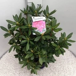 Rhododendron (Rhododendron 'Cosmopolitan') -Groene Wereld rho. cosmopolitan c10 50 cm 1