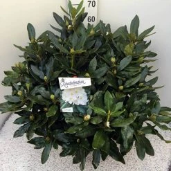 Rhododendron (Rhododendron 'Cunningham White') 31 Rhododendron (Rhododendron 'Cunningham White') -Groene Wereld rho. cunn white c20