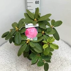 Rhododendron (Rhododendron 'Germania') -Groene Wereld rho. germania c10 50 cm 1
