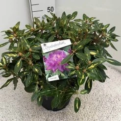 Rhododendron (Rhododendron 'Goldflimmer') -Groene Wereld rho. goldflimmer c10 50 cm 1
