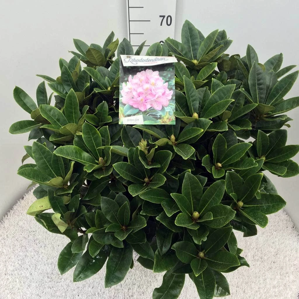 Rhododendron (Rhododendron 'Gomer Waterer') 7 Rhododendron (Rhododendron 'Gomer Waterer') - Afbeelding 5
