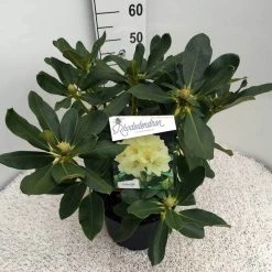 Rhododendron (Rhododendron 'Horizon Monarch') -Groene Wereld rho. horizon monarch c10 50 cm