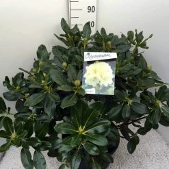 Rhododendron (Rhododendron 'Horizon Monarch') -Groene Wereld rho. horizon monarch c20 1