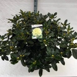 Rhododendron (Rhododendron 'Horizon Monarch') -Groene Wereld rho. horizon monarch c40 1