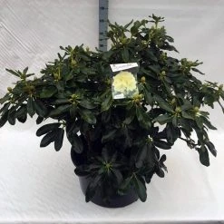 Rhododendron (Rhododendron 'Horizon Monarch') -Groene Wereld rho. horizon monarch c80 1