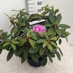 Rhododendron (Rhododendron 'Kokardia') -Groene Wereld rho. kokardia c10 50 cm 1
