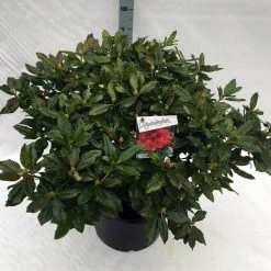 Rhododendron (Rhododendron 'Lord Roberts') -Groene Wereld rho. lord roberts c40 1