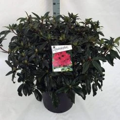Rhododendron (Rhododendron 'Marie Forte') -Groene Wereld rho. marie forte c30 1
