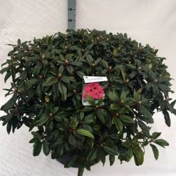 Rhododendron (Rhododendron 'Marie Forte') -Groene Wereld rho. marie forte c80