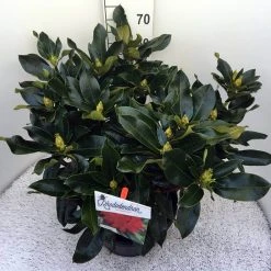 Rhododendron (Rhododendron 'Markeeta's Prize') -Groene Wereld rho. markeeta s prize c20 1