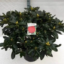 Rhododendron (Rhododendron 'Markeeta's Prize') -Groene Wereld rho. markeeta s prize c40 1