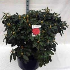Rhododendron (Rhododendron 'Markeeta's Prize') -Groene Wereld rho. markeeta s prize c80 1