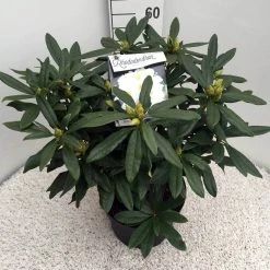 Rhododendron (Rhododendron 'Madame Masson') -Groene Wereld rho. mme masson c10 50 cm